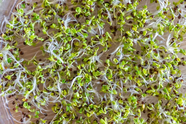 Sprouting tower tray with tuscan kale seeds. Germinating and growing fresh microgreens in a sprouter at home for maintaining a healthy diet. Vitamin and mineral rich addition to everyday meals.