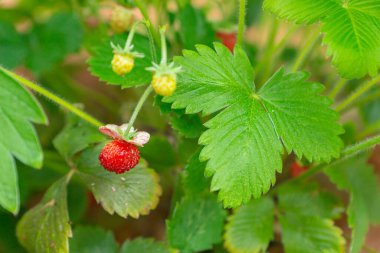 Trento, İtalya, Avrupa 'da güneşli bir yaz gününde görülen kentsel bahçe projesinin bir parçası olarak balkonda seramik bir çömlekte yetişen yabani alp çileği bitkisinin olgun kırmızı meyveleri.