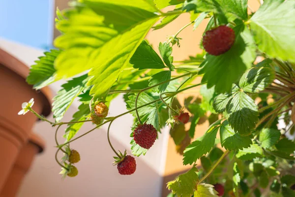 Organic ripe sweet red fruits of wild alpine strawberry plant growing in a ceramic pot on a balcony as a part of the urban gardening project as seen on a sunny summer day in Trento, Italy, Europe
