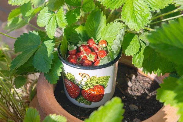 A cute cup with organic ripe sweet red fruits of the wild alpine strawberry plant just harvested on own balcony as a part of the urban gardening project as seen on a sunny summer day in Trento, Italy, Europe