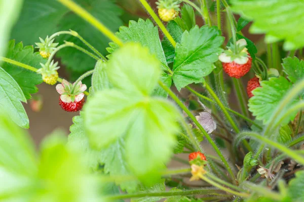 Organické Zralé Sladké Červené Plody Divoké Alpské Jahody Rostoucí Keramickém Stock Fotografie