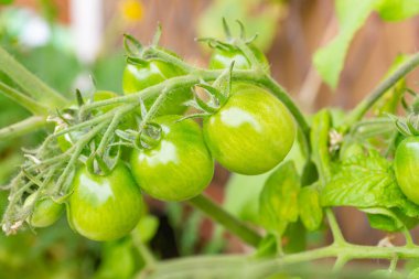 Sağlıklı organik aile yadigarı açık polenli domates bitkisi. Güneşli bir günde balkonda yetişen kırmızı alarm türü. Açık havada olgunlaşan küçük yeşil meyveler. Trento şehrinde, İtalya 'da, Avrupa' da şehir bahçe işleri.