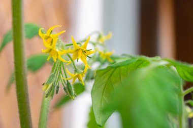Açık polenli domates bitkisinin sarı çiçekleri açık havada güneşli bir günde kırmızı alarm veriyor. Trento şehrinde, İtalya 'da, Avrupa' da bir balkonda bahçe işleri..