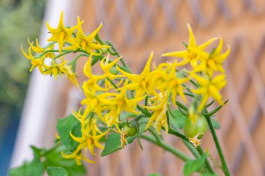 Açık polenli domates bitkisinin sarı çiçekleri açık havada güneşli bir günde kırmızı alarm veriyor. Trento şehrinde, İtalya 'da, Avrupa' da bir balkonda bahçe işleri..