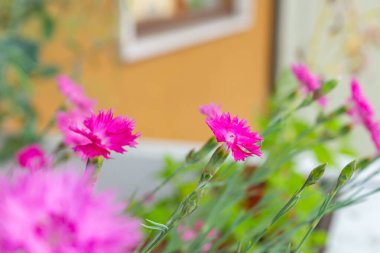 Dianthus plumarius, bir balkonda yetişen süs bitkisi olarak da bilinir. İtalya 'da parlak bir yaz gününde çiçek açan bir bitki. Yemeklerde süsleme için kullanılan yenilebilir çiçekler.