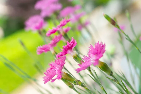 バルコニーに観賞用植物として成長する一般的なピンクとして知られているDianthus Pluparius イタリアでは初夏の明るい日に花を咲かせます 飾り料理に使われる食用花 — ストック写真