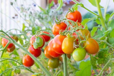Sağlıklı organik aile yadigarı açık polenli domates bitkisi. Güneşli bir günde balkonda yetişen kırmızı alarm türü. Lezzetli kırmızı meyveler dışarıda olgunlaşıyor. Trento, İtalya ve Avrupa 'da kentsel bahçe işleri.