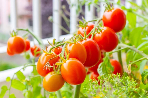 Herança Orgânica Saudável Planta Tomate Polinização Aberta Alerta Vermelho Variedade — Fotografia de Stock