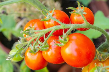 Sağlıklı organik aile yadigarı açık polenli domates bitkisi. Güneşli bir günde balkonda yetişen kırmızı alarm türü. Lezzetli kırmızı meyveler dışarıda olgunlaşıyor. Trento, İtalya ve Avrupa 'da kentsel bahçe işleri.