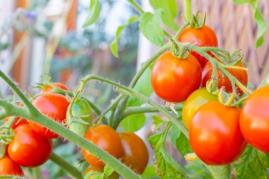 Sağlıklı organik aile yadigarı açık polenli domates bitkisi. Güneşli bir günde balkonda yetişen kırmızı alarm türü. Lezzetli kırmızı meyveler dışarıda olgunlaşıyor. Trento, İtalya ve Avrupa 'da kentsel bahçe işleri.