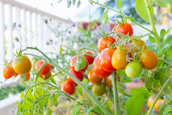 Herança Orgânica Saudável Planta Tomate Polinização Aberta Alerta Vermelho Variedade — Fotografia de Stock