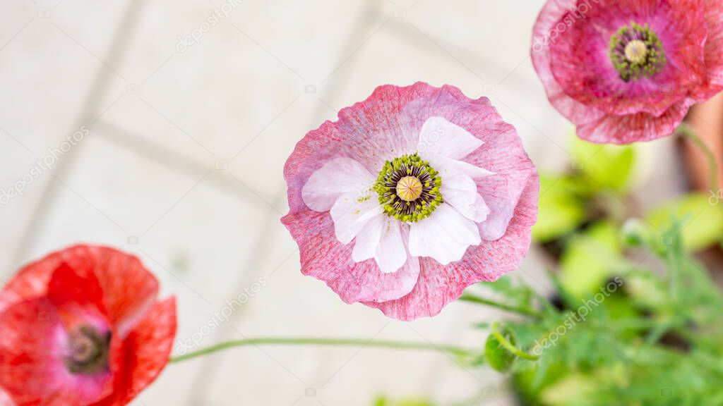 Shades of red pink white mauve poppy flowers of Mother of Pearl heirloom variety on a sunny day on a balcony. Growing pollinator-friendly plants in containers as a family urban-gardening activity