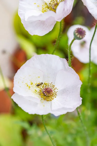 Tiny bee on a white poppy flower of Mother of Pearl heirloom variety on a bright sunny day on a balcony in a pot. Growing pollinator-friendly plants in containers as a family urban-gardening activity