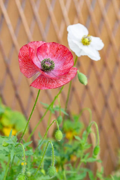 Mauve Red White Poppy Flowers Mother Pearl Heirloom Variety Bright — Stock Photo, Image