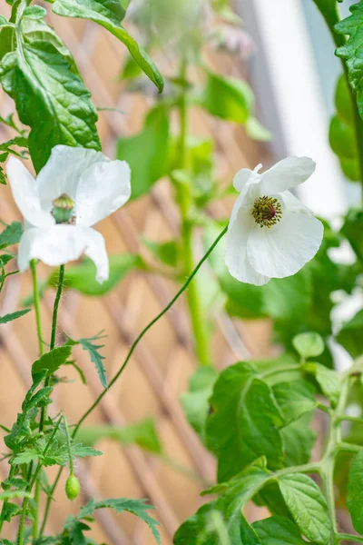 Tender white poppy flowers of Mother of Pearl heirloom variety on a bright sunny day on a balcony in a pot. Growing pollinator-friendly plants in containers as a family urban-gardening activity