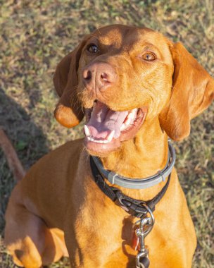 Sevimli, kısa boylu, safkan kızıl Macar Vizsla köpeği bir yaz günü açık havada görüldü.