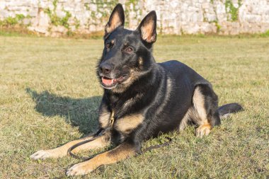İtaatkar, kısa boylu, safkan Alman çoban köpeği bir yaz günü açık havada görüldü.