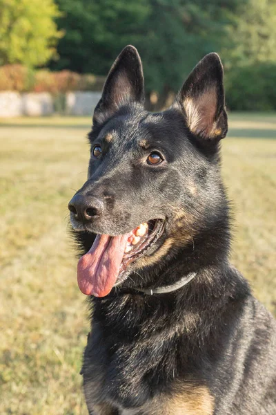 Obediente Joven Perro Pastor Alemán Raza Pura Recubierto Corto Visto — Foto de Stock