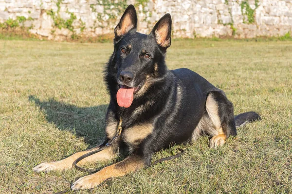 İtaatkar, kısa boylu, safkan Alman çoban köpeği bir yaz günü açık havada görüldü.