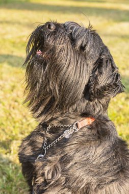 İtaatkar genç safkan siyah Schnauzer köpeği bir yaz günü açık havada görüldü.