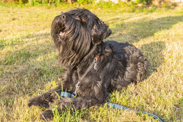 Obedient Young Purebred Black Standard Schnauzer Dog Seen Outdoors Summer — Stock Photo, Image