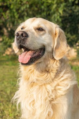 Dost canlısı krem rengi Golden Retriever köpeği bir yaz günü açık havada görüldü.