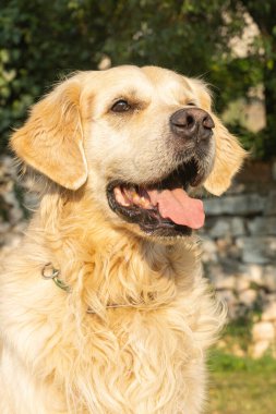 Dost canlısı krem rengi Golden Retriever köpeği bir yaz günü açık havada görüldü.