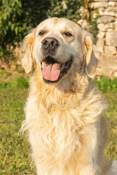Friendly Purebred Cream Colored Golden Retriever Dog Seen Outdoors Summer — Stock Photo, Image