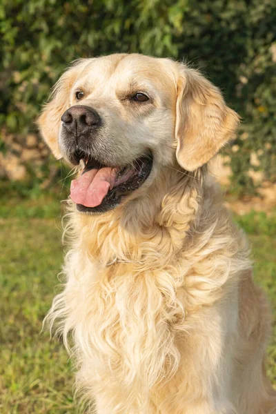 Amical Chien Golden Retriever Couleur Crème Pur Extérieur Jour Été — Photo