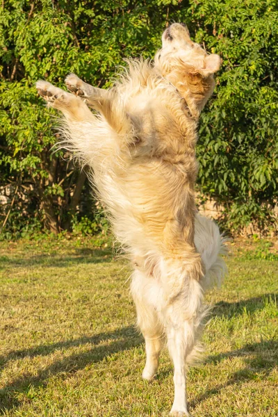 Freundlicher Reinrassiger Cremefarbener Golden Retriever Hund Einem Sommertag Freien Gesehen — Stockfoto