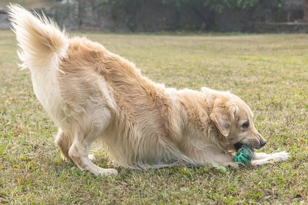 Amigável Puro Cor Creme Golden Retriever Cão Visto Livre Dia — Fotografia de Stock