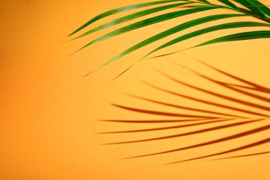 Sarı arkaplanda palmiye dalından bir gölge
