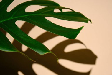 Bej bir arka planda Monstera 'nın gölgesi