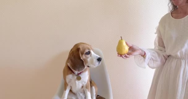 Hund Beagle Auf Einem Stuhl Sitzend Wird Eine Birne Gezeigt — Stockvideo