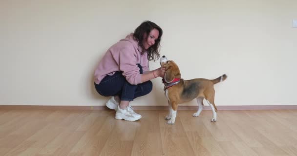 Tjej Jeans Smekte Hund Mot Ljus Vägg Beagle Lydigt Står — Stockvideo