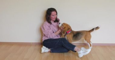Beagle köpeği, duvarın arkasında bir hanımın yüzünü yalıyor. Köpek büyük bir dil gösteriyor.
