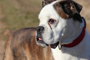 Beyaz ve brindle boksör cins köpek.