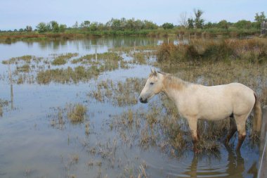Botanik ve Zooloji doğada atlar Camargue, Fransa rezerv