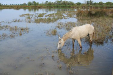 Botanik ve Zooloji doğada atlar Camargue, Fransa rezerv