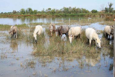 Botanik ve Zooloji doğada atlar Camargue, Fransa rezerv