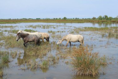 Botanik ve Zooloji doğada atlar Camargue, Fransa rezerv
