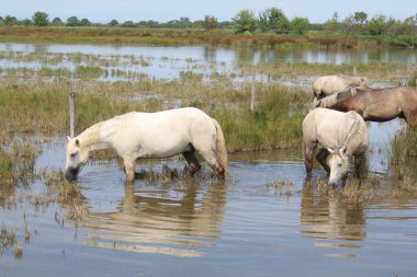 Botanik ve Zooloji doğada atlar Camargue, Fransa rezerv