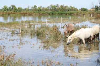 Botanik ve Zooloji doğada atlar Camargue, Fransa rezerv