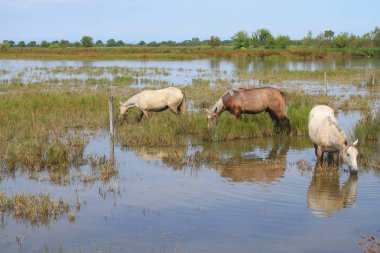 Botanik ve Zooloji doğada atlar Camargue, Fransa rezerv