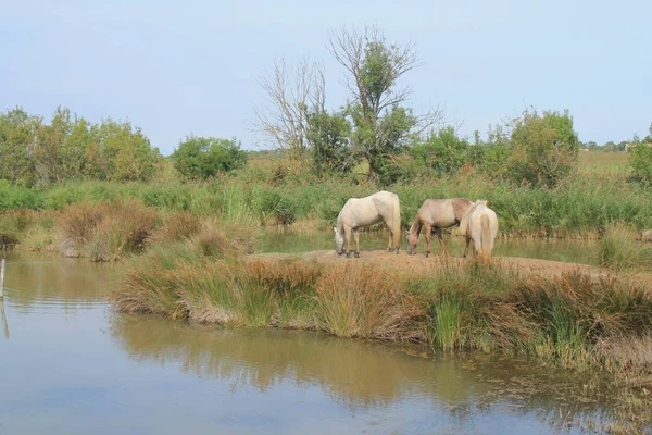 Botanik ve Zooloji doğada atlar Camargue, Fransa rezerv