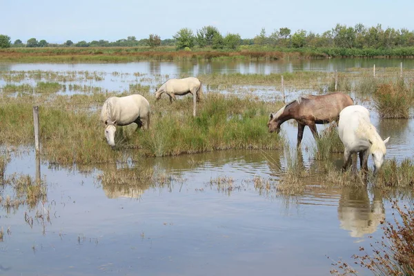 Botanik ve Zooloji doğada atlar Camargue, Fransa rezerv
