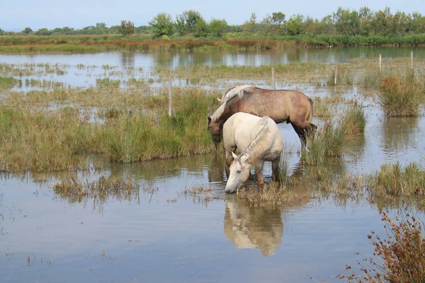 Botanik ve Zooloji doğada atlar Camargue, Fransa rezerv