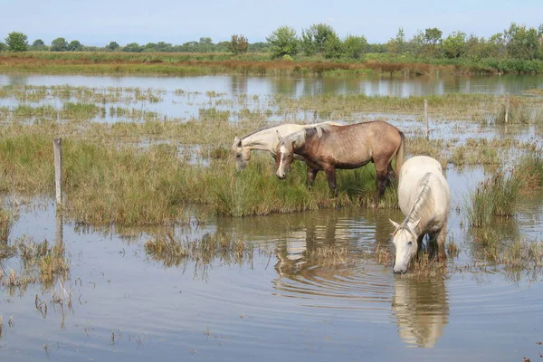 Botanik ve Zooloji doğada atlar Camargue, Fransa rezerv