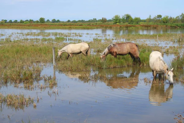 Botanik ve Zooloji doğada atlar Camargue, Fransa rezerv