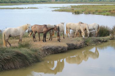 Camargue, Fransa beyaz at botanik ve zooloji doğa rezerv